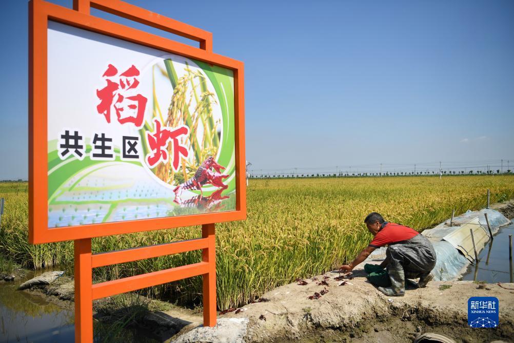 体验金白菜网
